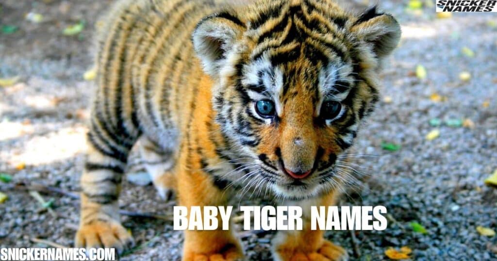 Baby Tiger Names