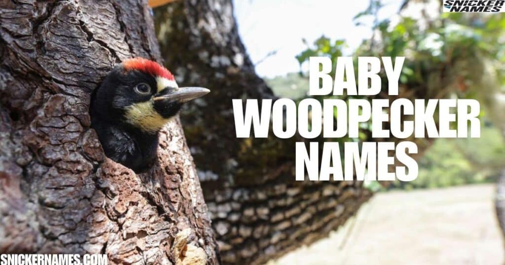 Baby Woodpecker Names