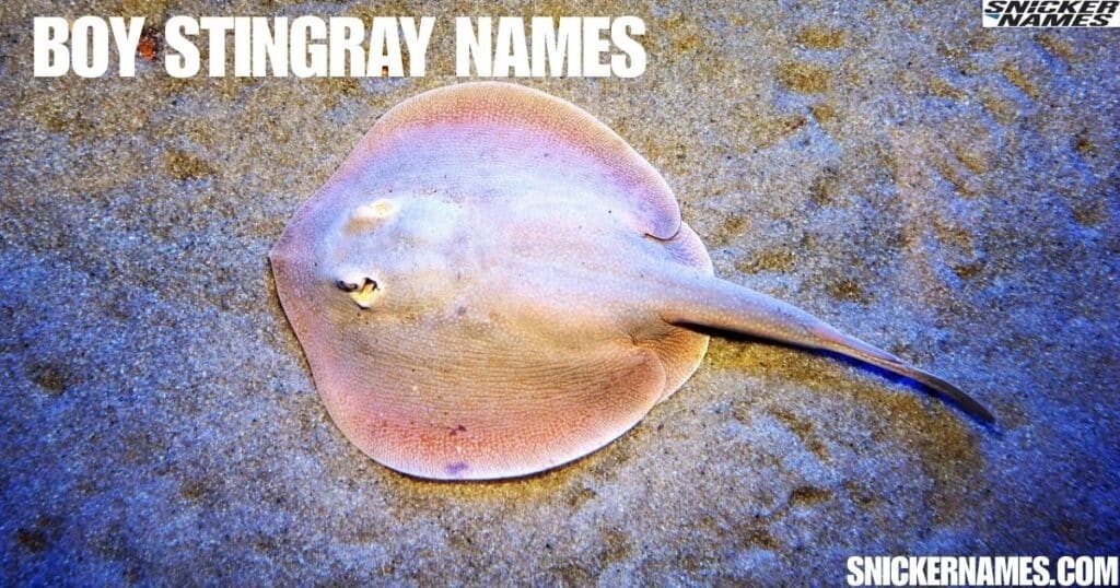 Boy Stingray Names