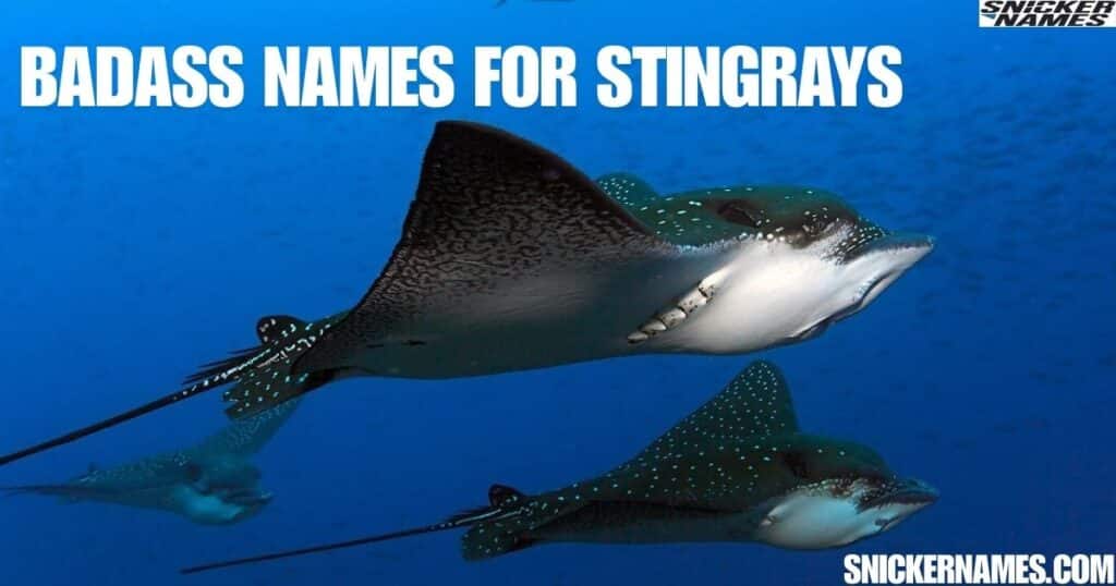 Badass Names for Stingrays