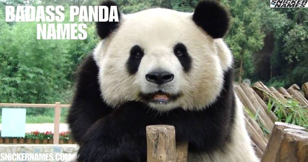 Badass Panda Names