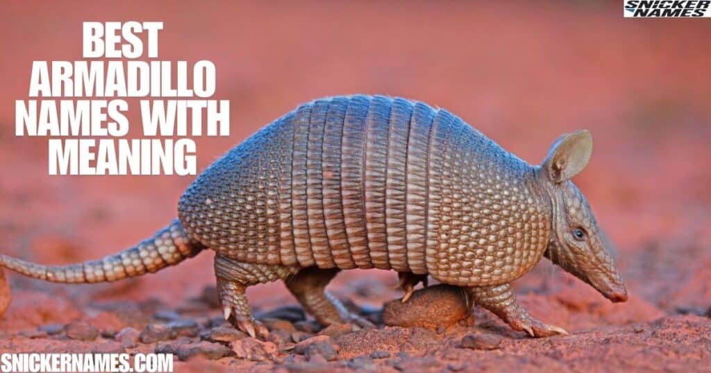 Best Armadillo Names with Meaning