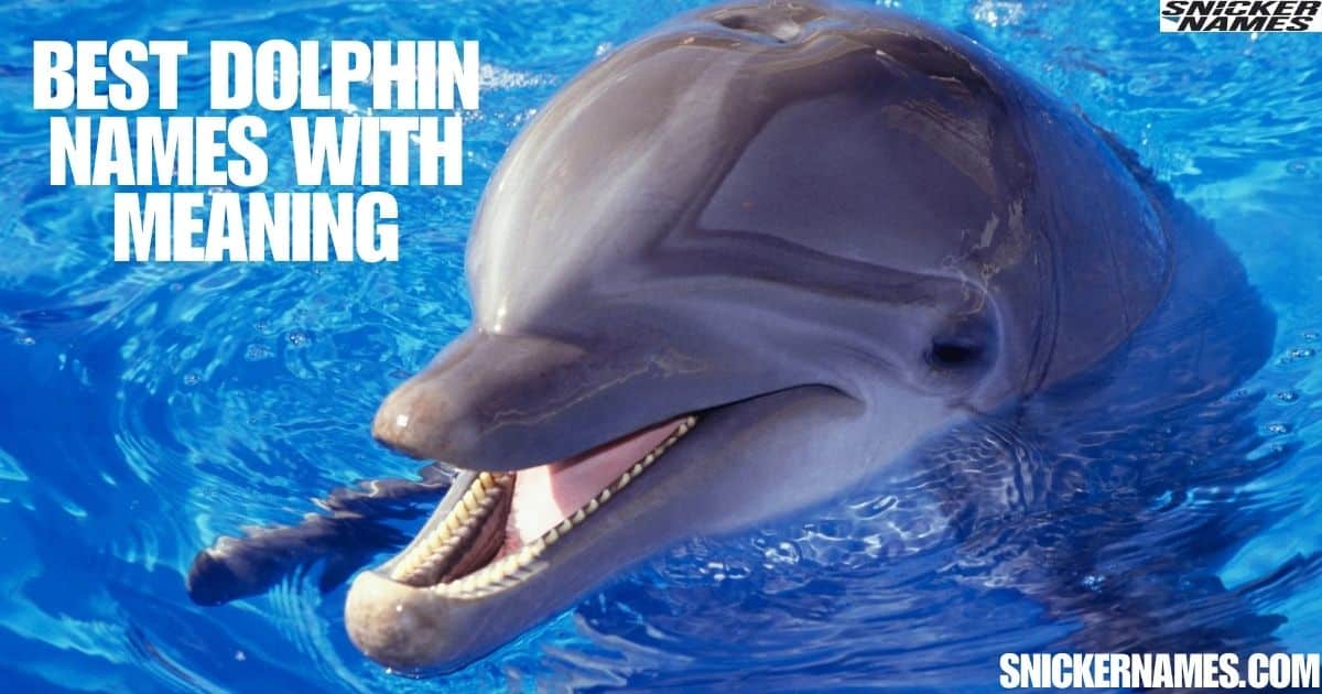 460+ Dolphin Names | Cute & Funny + AI Generator - Snicker Names