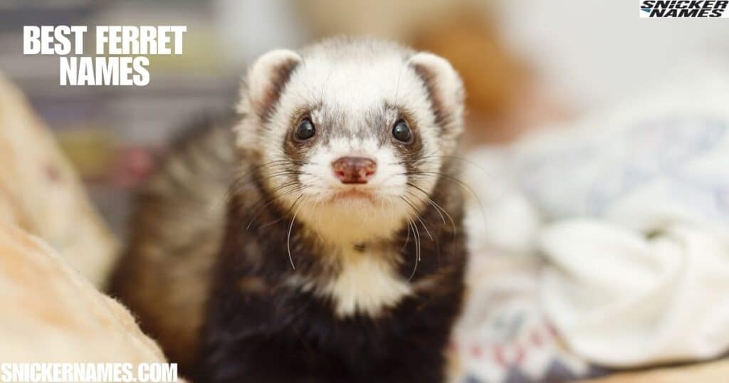 Best Ferret Names