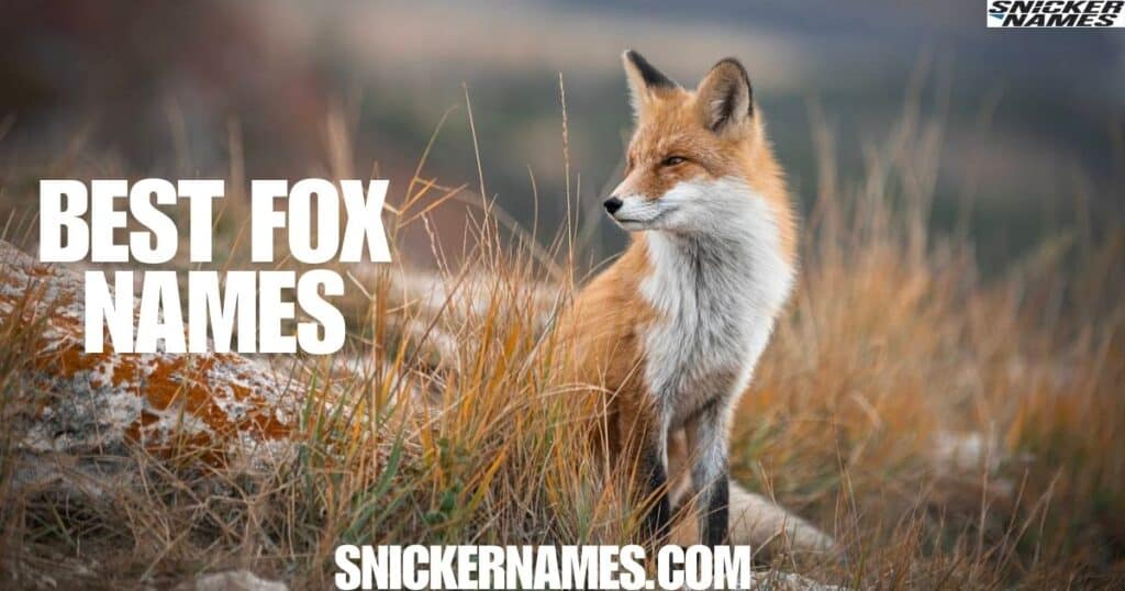 Best Fox Names