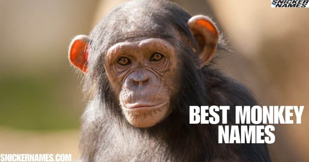 Best Monkey Names