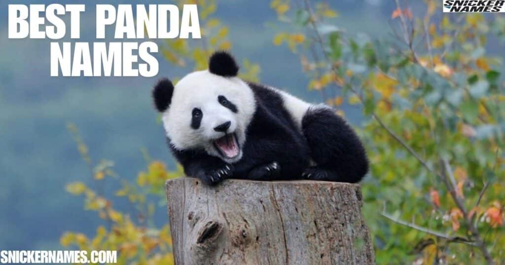 Best Panda Names