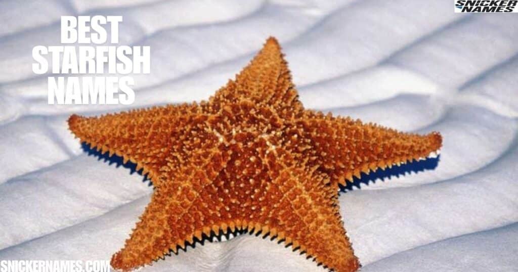 Best Starfish Names