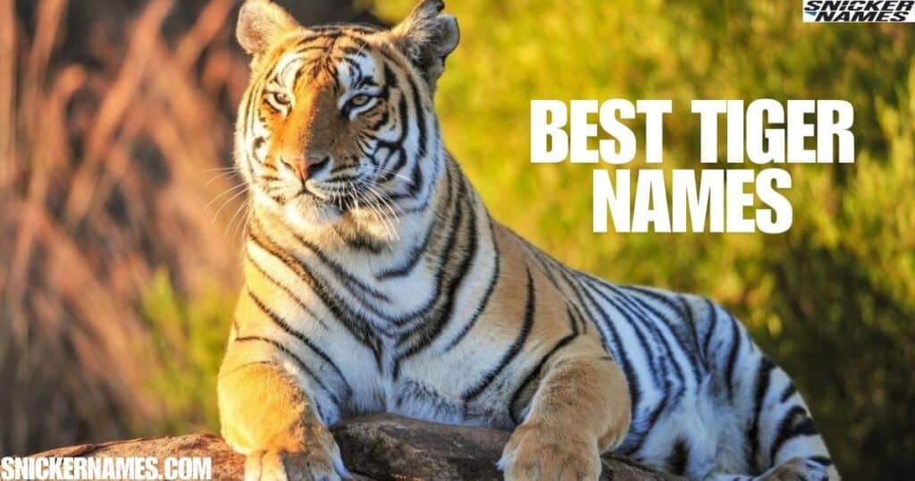 Best Tiger Names