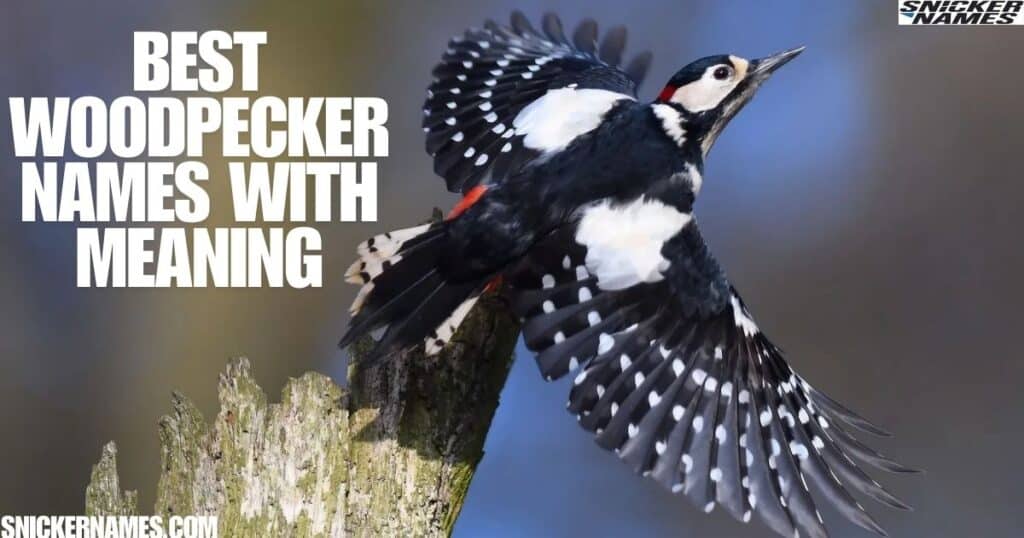 Best Woodpecker Names with Meaning