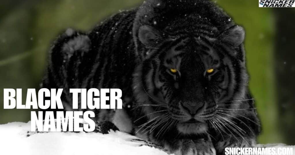 Black Tiger Names