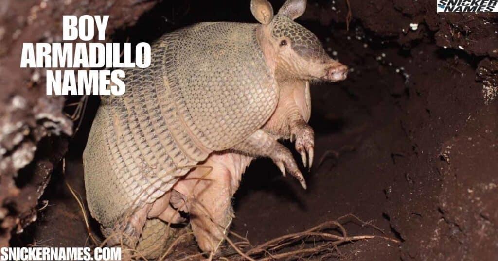 Boy Armadillo Names