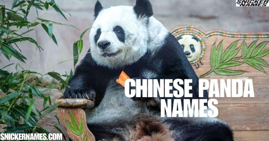 Chinese Panda Names