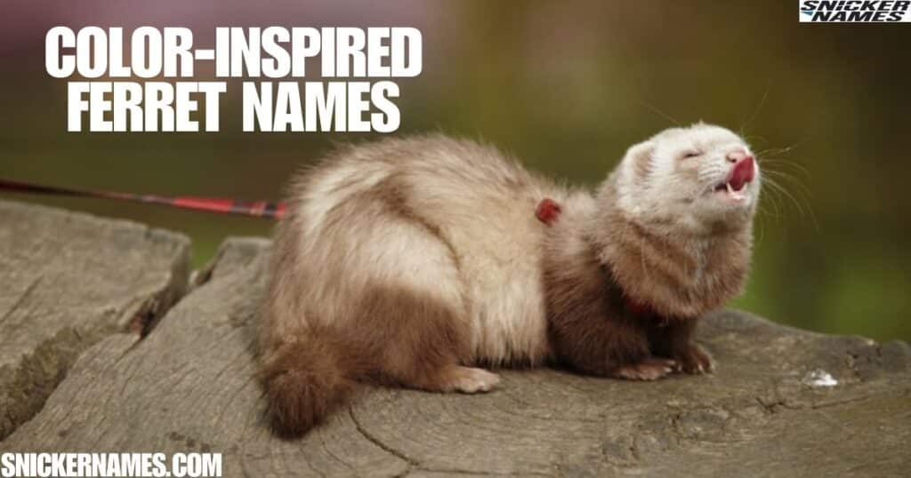 Color-Inspired Ferret Names