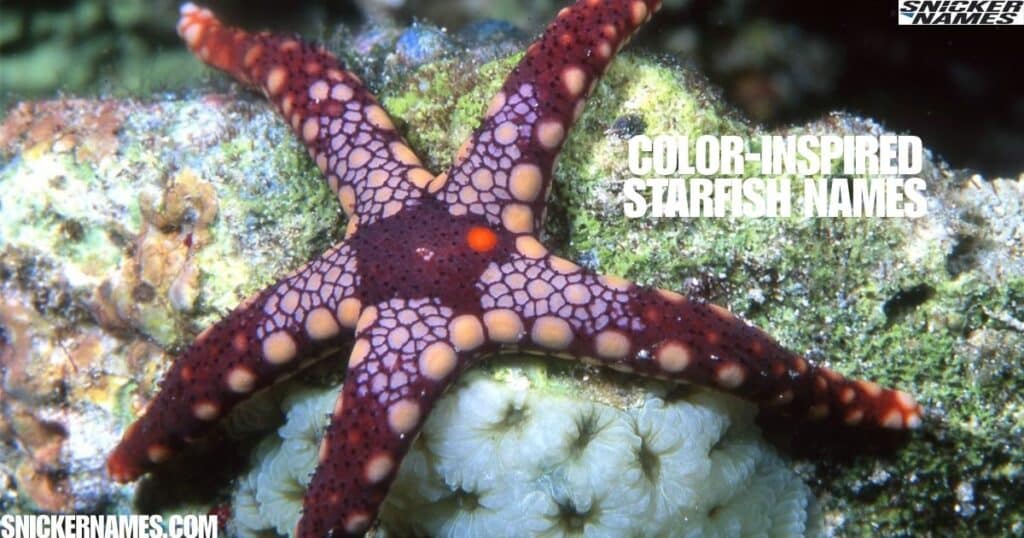 Color-Inspired Starfish Names