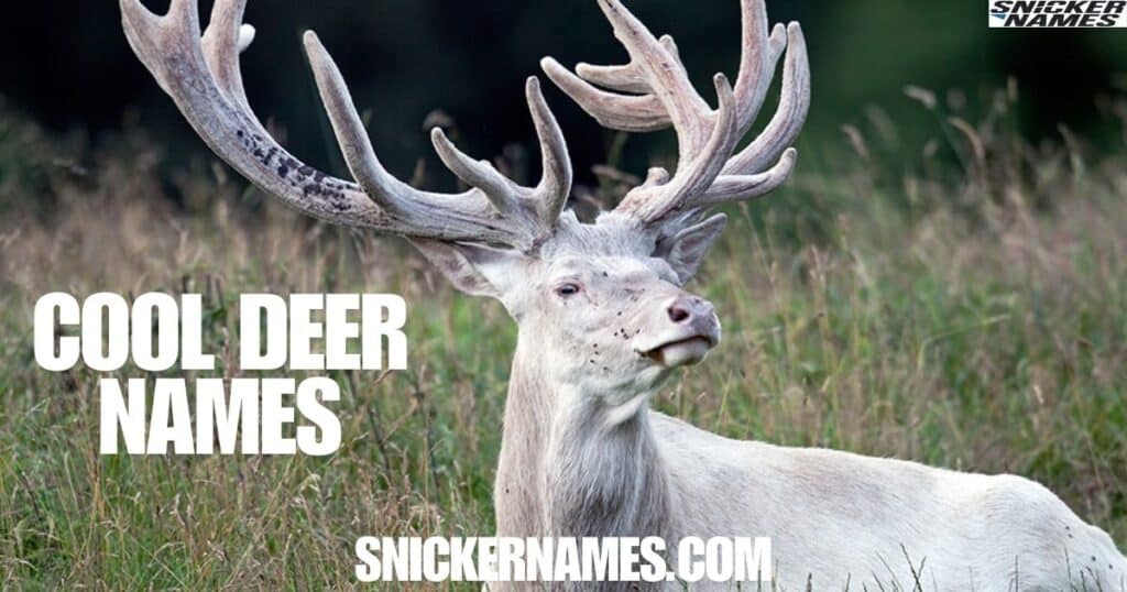 Cool Deer Names