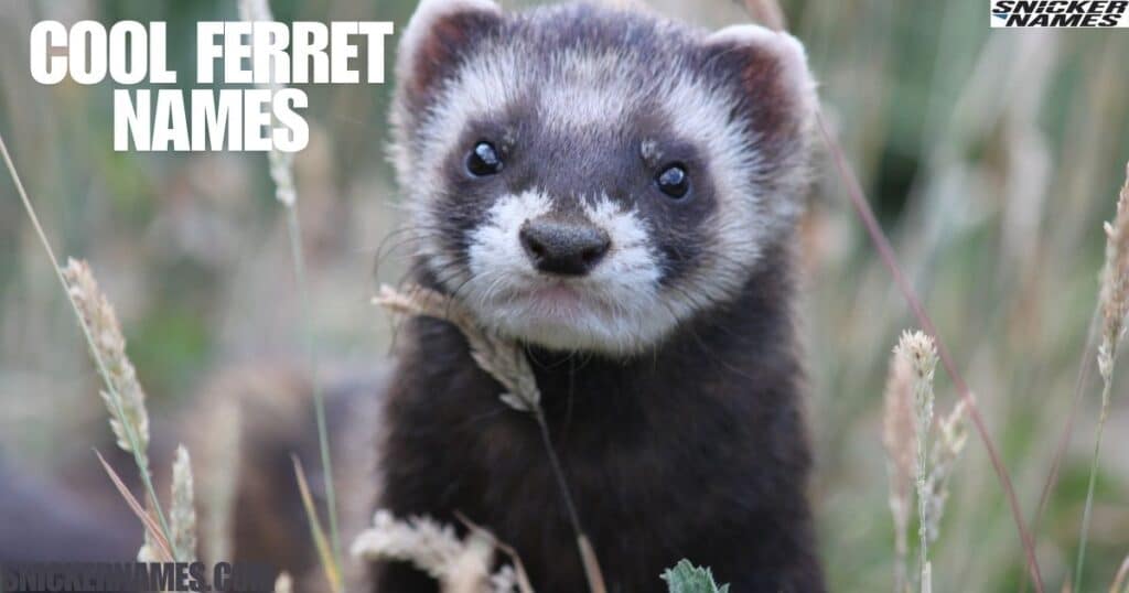 Cool Ferret Names