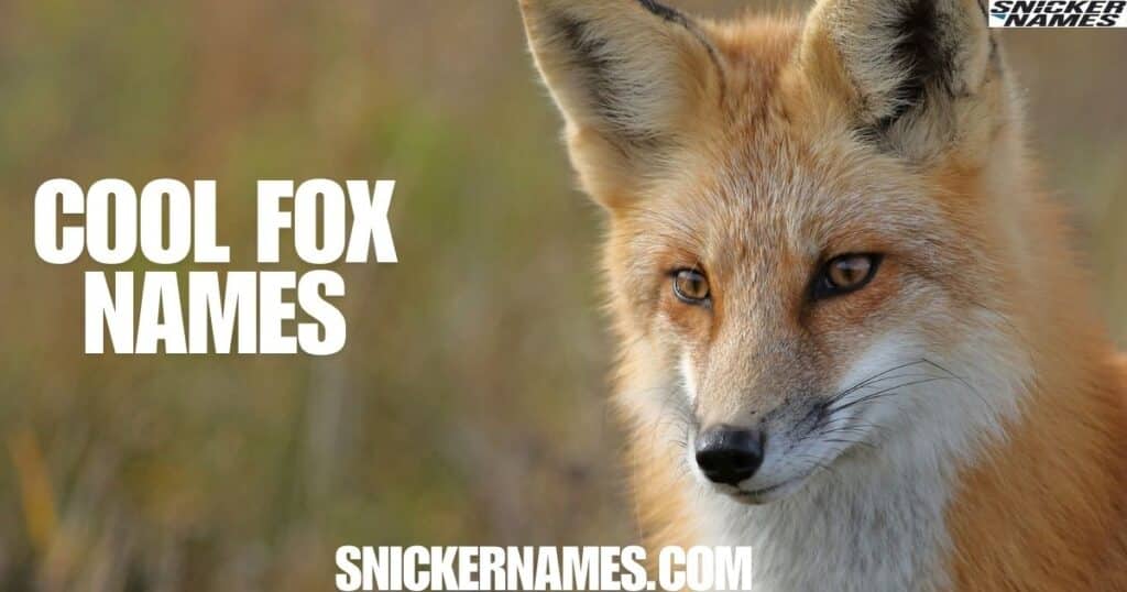 Cool Fox Names