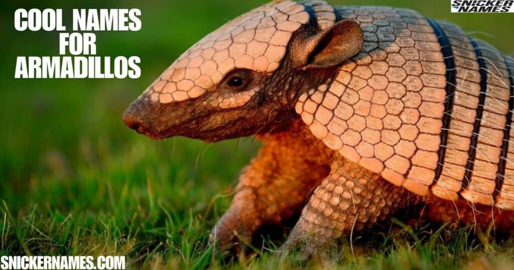 Cool Names for Armadillos