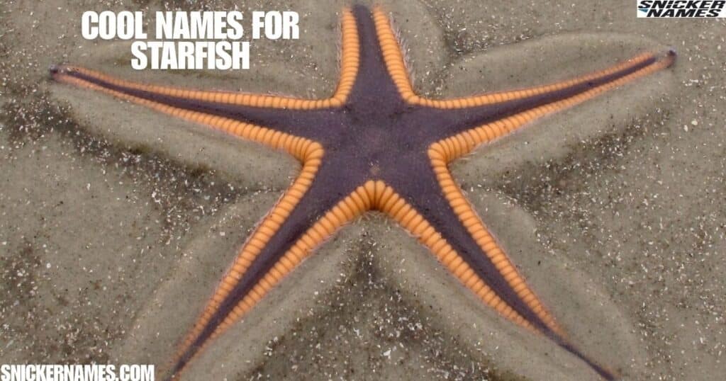 Cool Names for Starfish