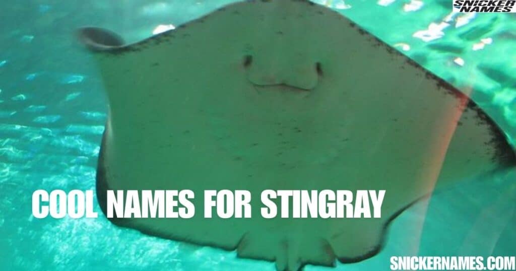 Cool Names for Stingray