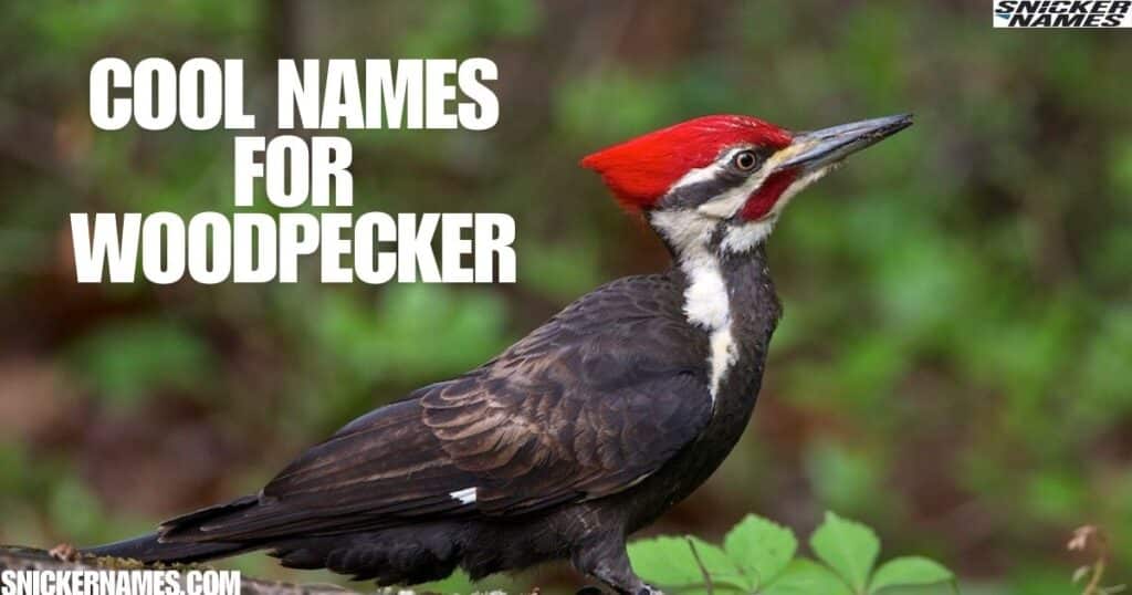 Cool Names for Woodpecker