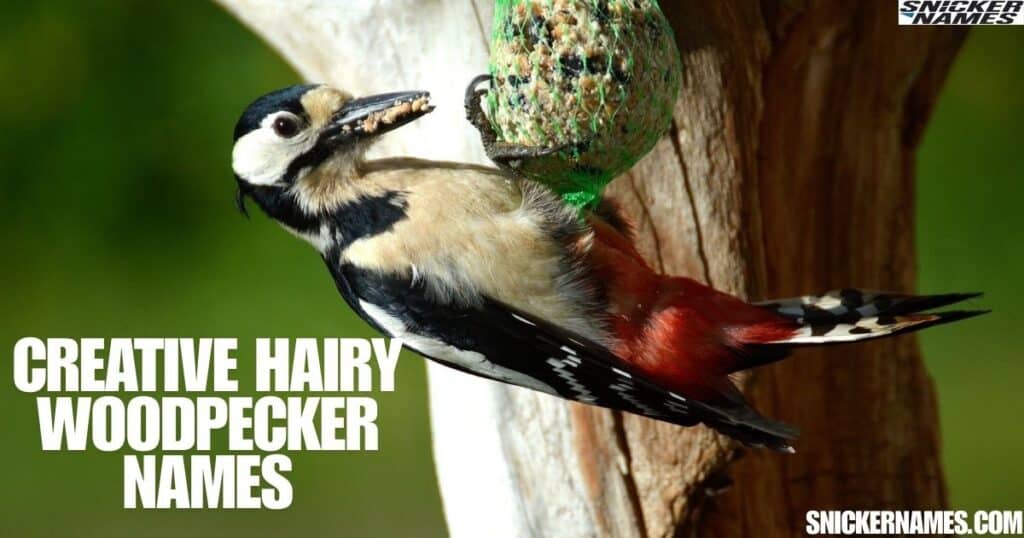 Creative Hairy Woodpecker Names