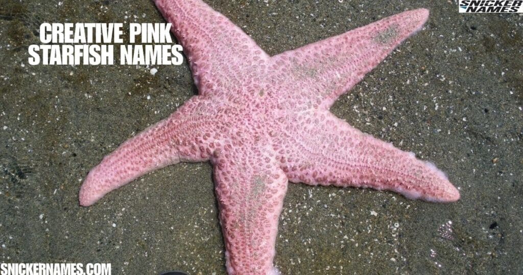 Creative Pink Starfish Names