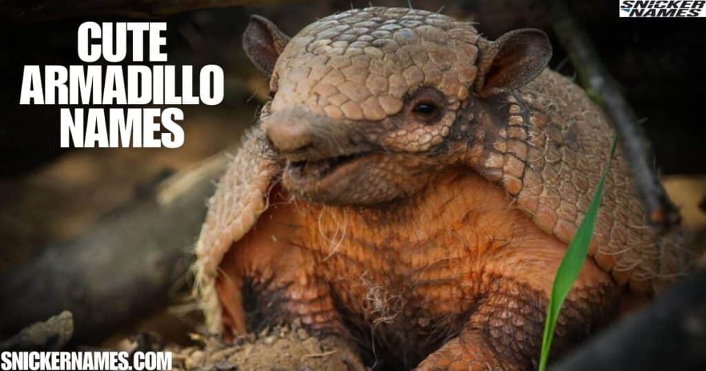 Cute Armadillo Names