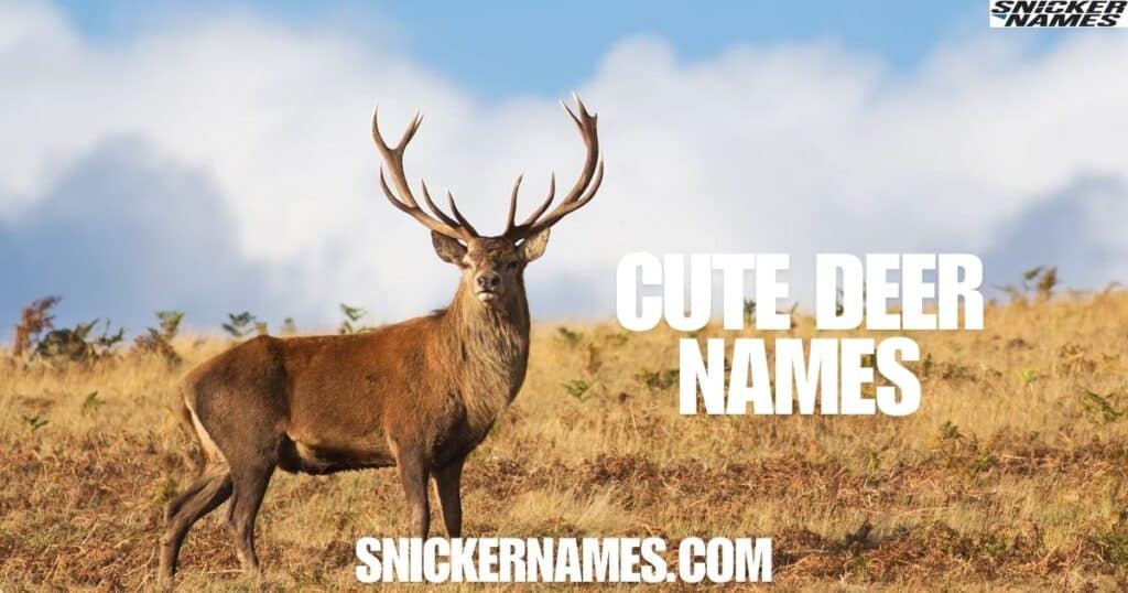 Cute Deer Names