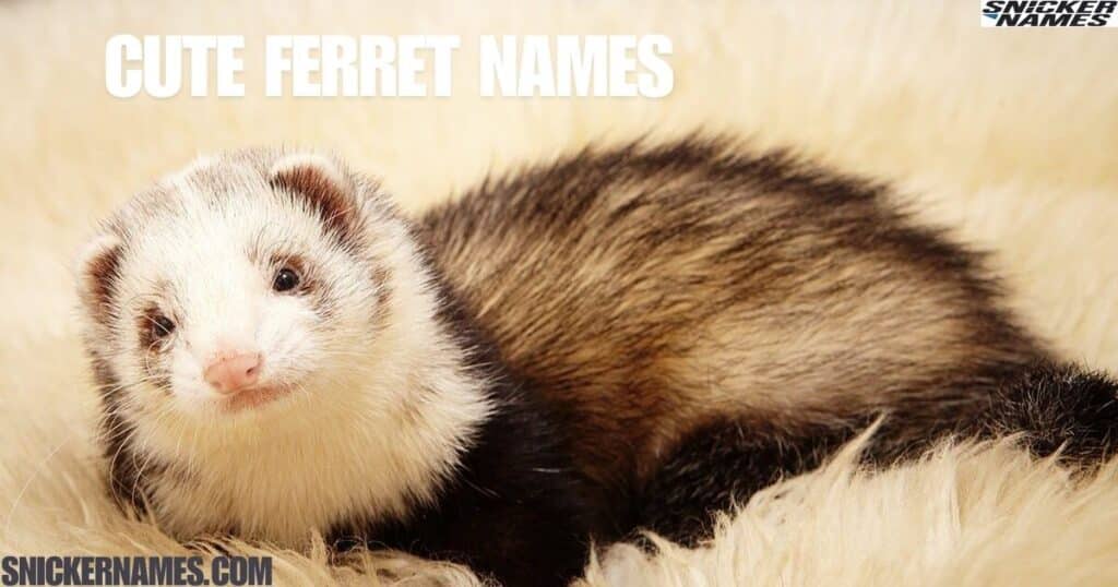 Cute Ferret Names