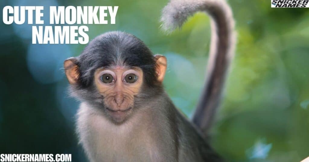 Cute Monkey Names