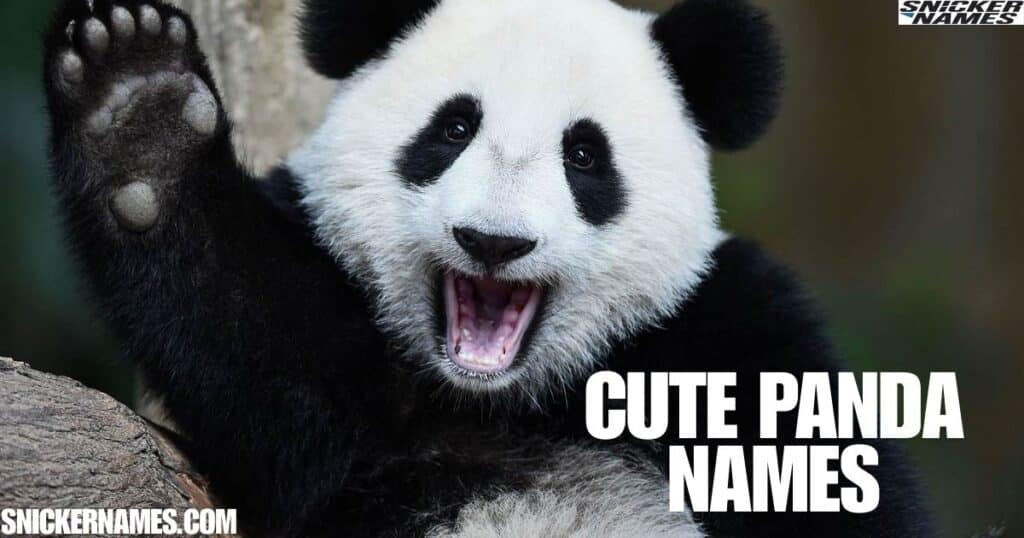 Cute Panda Names