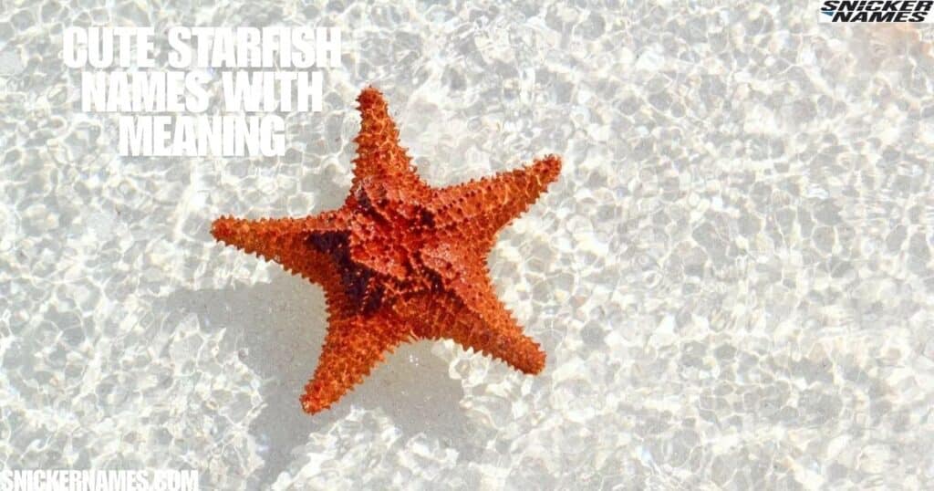 Cute Starfish Names with Meaning