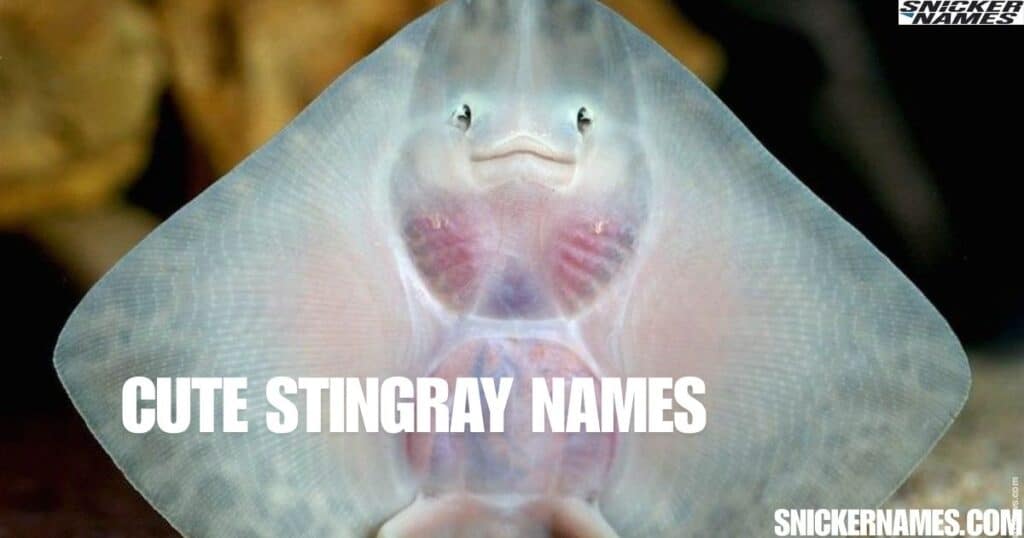 Cute Stingray Names