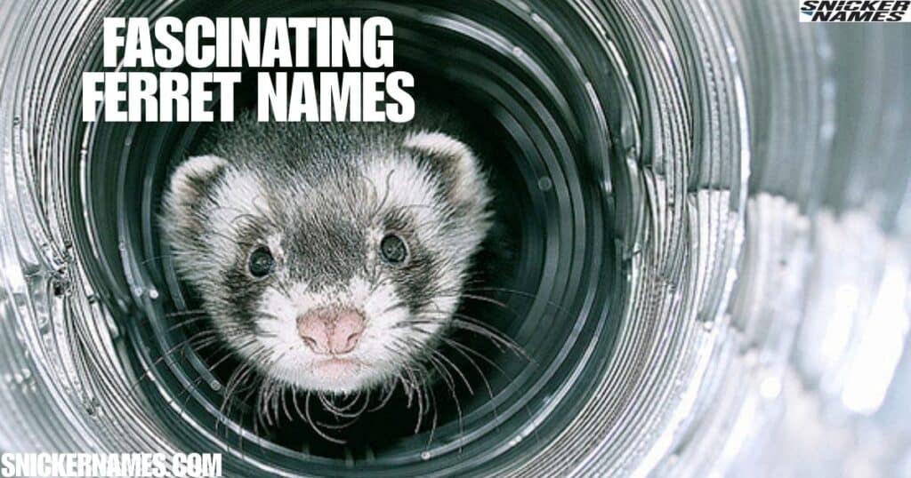 Fascinating Ferret Names