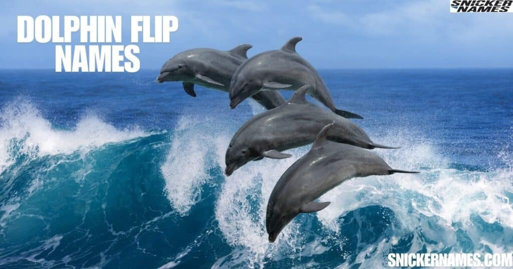 Dolphin Flip Names