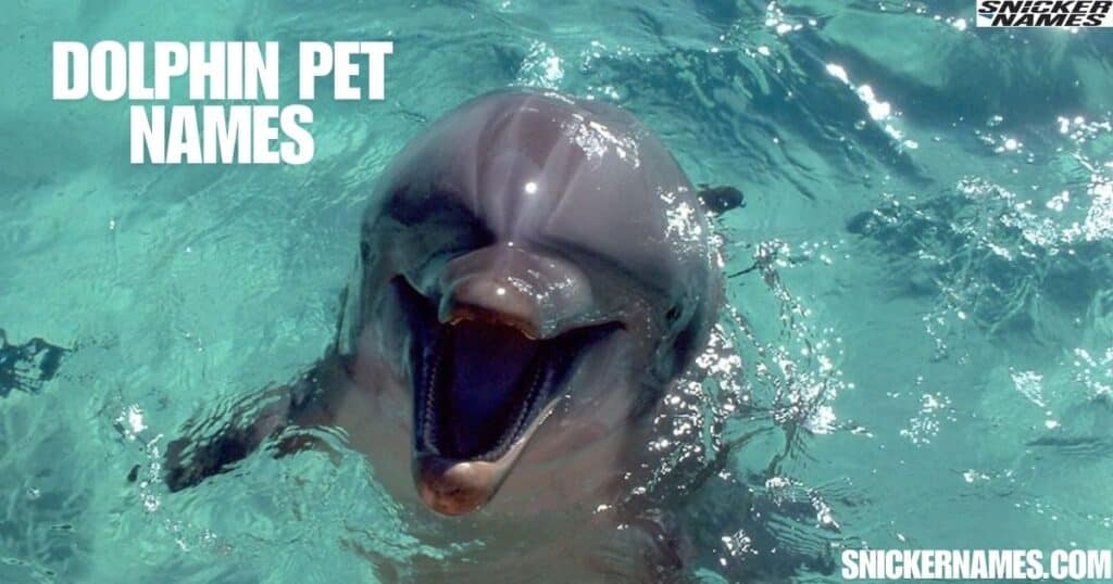 Dolphin Pet Names