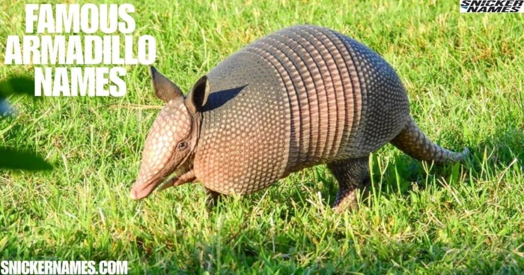 Famous Armadillo Names