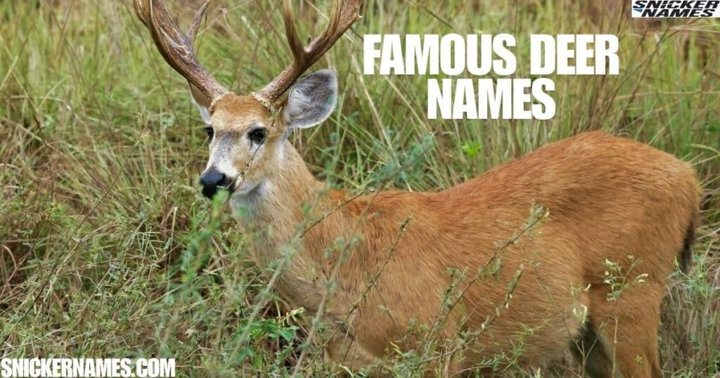 Famous Deer Names