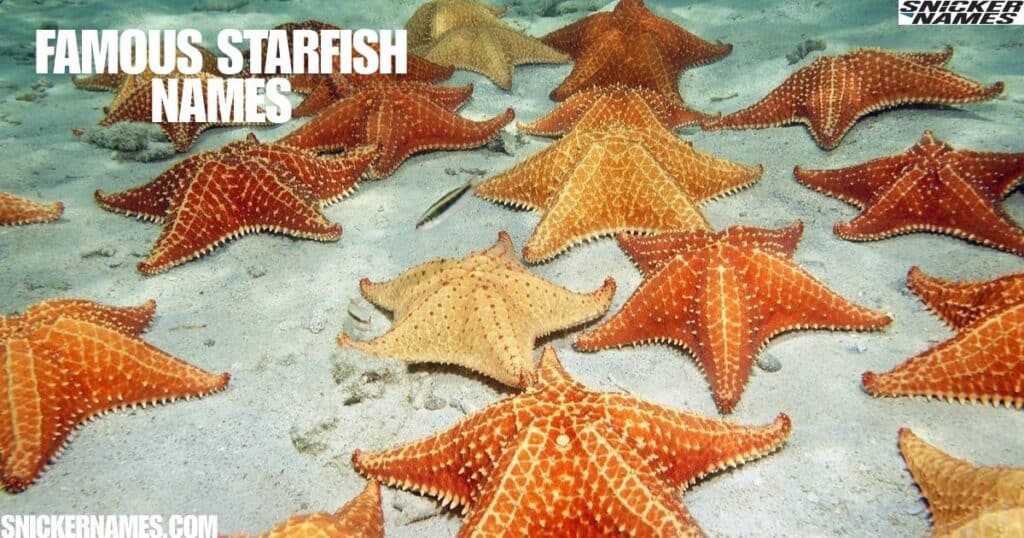 Famous Starfish Names