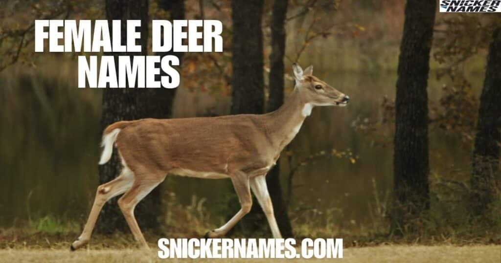 Female Deer Names