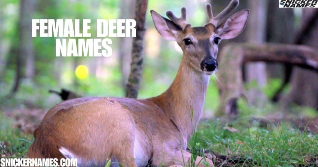 Female Deer Names