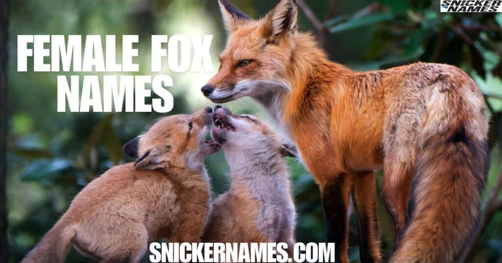 480+ Cool And Catchy Fox Names With Name Generator - Snicker Names