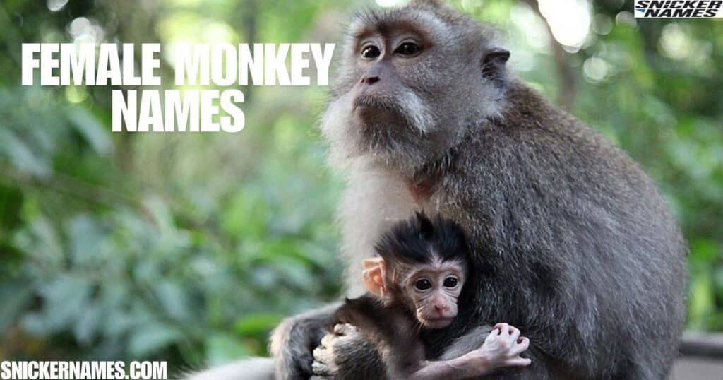 Female Monkey Names