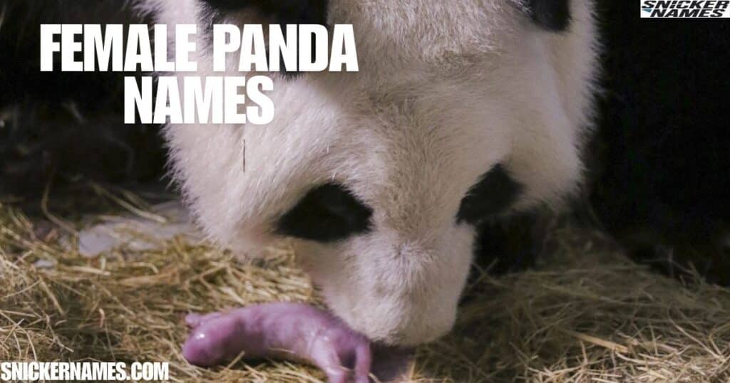 Female Panda Names