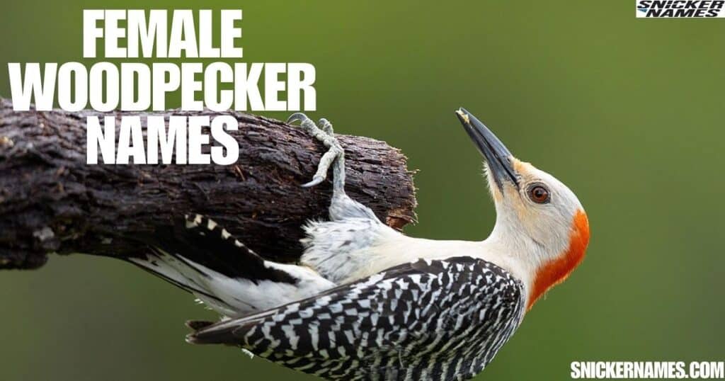 Female Woodpecker Names