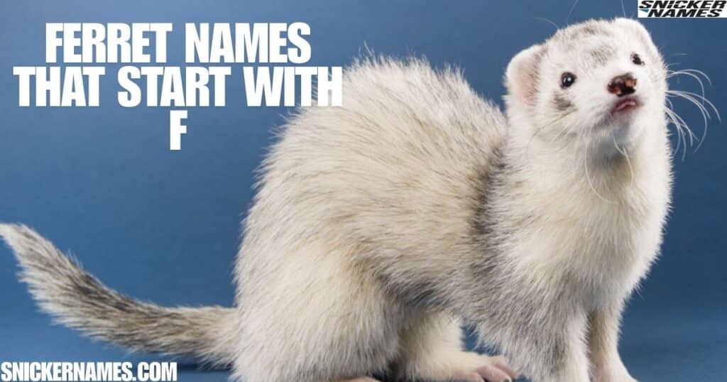 Ferret Names That Start With F