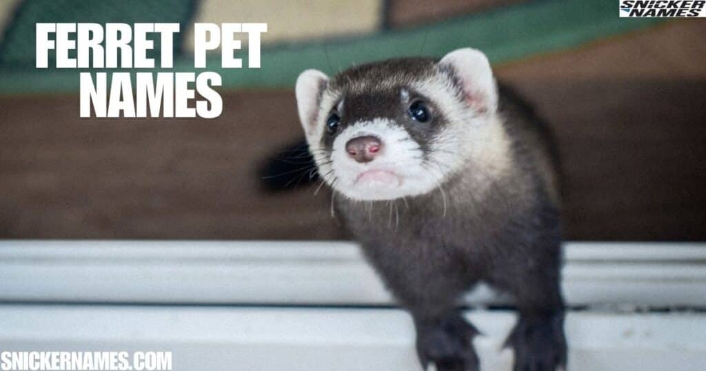 Ferret Pet Names