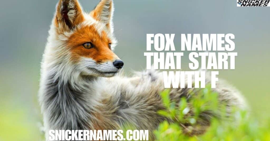 Fox Names That Start With F